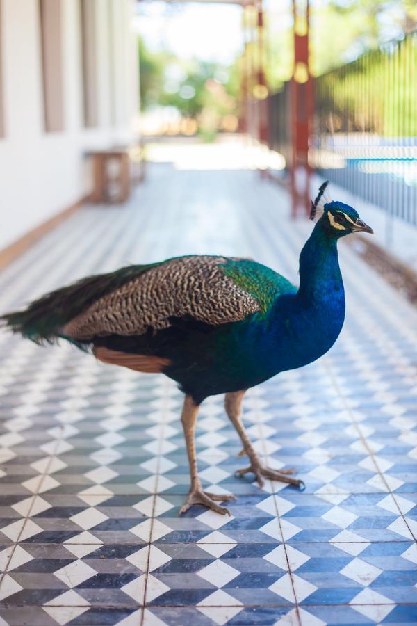 Hotel El Pedral プエルト・マドリン エクステリア 写真